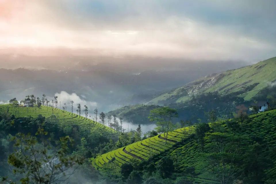 Munnar, Mankulam and Kolukkumalai tour packages by Voycan Voyage