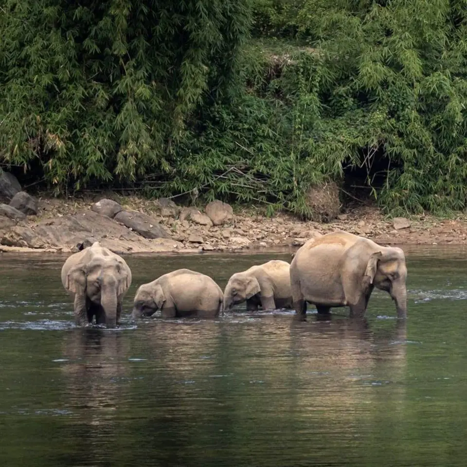 Elephants bathing in a river near Mankulam