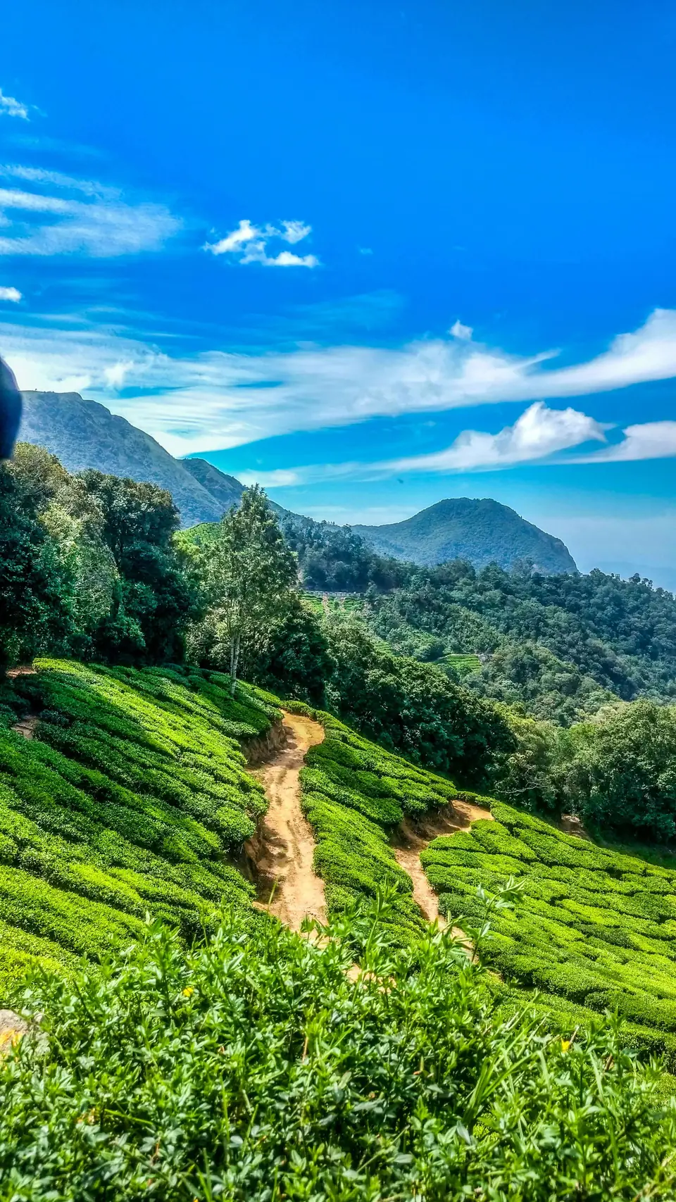 Footpath through green tea terraces