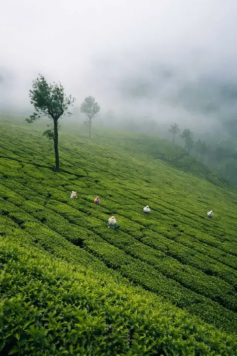 Misty tea slope with a lone tree in Munnar