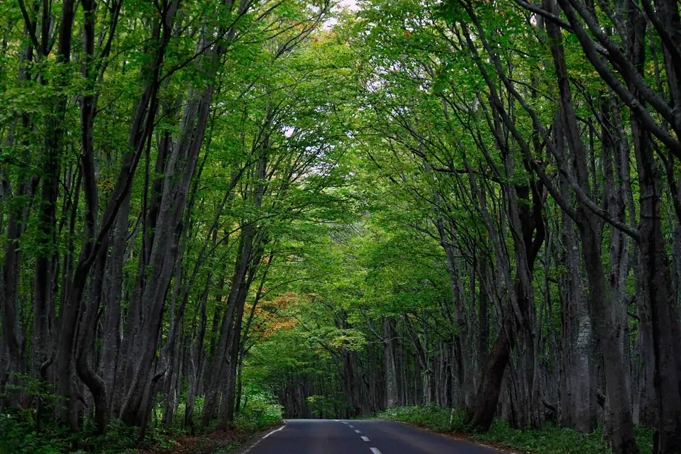 Mankulam Premium Package – tree-lined forest road