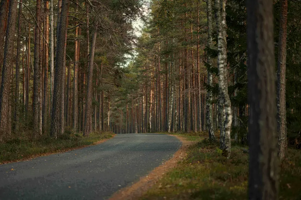 Quiet forest road lined with tall pines