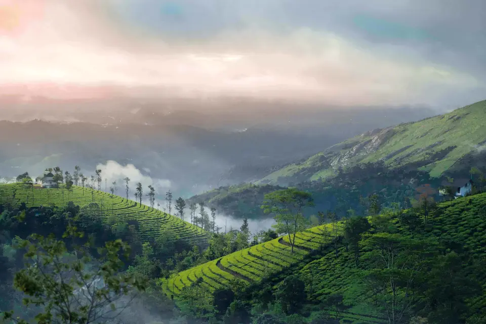 Munnar Economy Package – cloud-draped tea hills